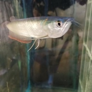 ikan arwana silver