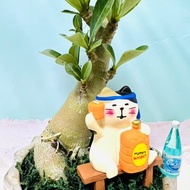 醉美的沙漠玫瑰 塊根多肉植物 造型擺設盆