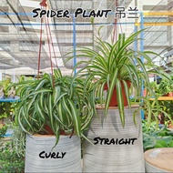 90s greenovation live plant Spider Plant/Chlorophytum Comosum 吊兰 (Straight 直叶 / Curly 卷叶)-Curly