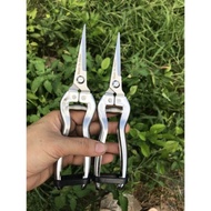 White stainless steel pruning shears