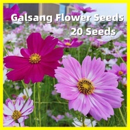 Galsang Flower Seeds - Assorted 20 Seeds Dwarf Cosmos Seed Cosmos Flower Seeds for Planting Bonsai S
