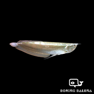 BRBN Silver Arowana - Arowana Fish - Ikan Kelisa - Aquarium Freshwater Fish / Ikan Air Tawar