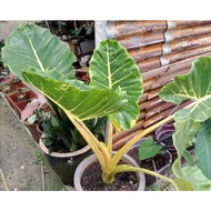 916 HOMEGROWN MOTHER PLANT (INDUK) Alocasia Macrorrhiza ‘New Guinea Gold’ /Alocasia Gold 916