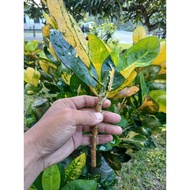 Pokok Puding Emas Keratan Batang | Tanaman Hiasan Laman & Landskap | Daun Cantik Kuning Keemasan