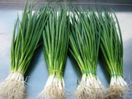 HẠT GIỐNG HÀNH LÁ CAO SẢN [ GHN Express ]