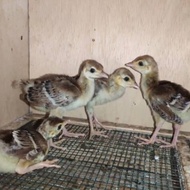 anakan burung merak biru