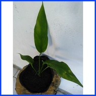 ✲ ◜ ➸ ANTHURIUM/WAVE OF LOVE/LIVE PLANT/(small -medium-big)
