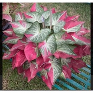 shycool caladium💚💚💚💚