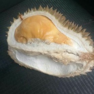 saiz Pokok Durian duri hitam @ Ochee D200