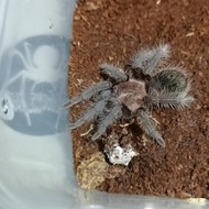! TLILTOCATL ALBOPILOSUS NICARAGUA - ALBOPILOSUM FEMALE | TARANTULA -