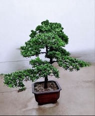 羅漢松 —————盆栽樹木，綠意盎然，適合裝飾