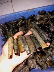 1 kg bahan batu cincin black opal / oval sempur asli banten full ranting super