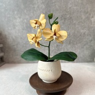 蝴蝶蘭皮革盆栽 orchid 送禮 蘭花