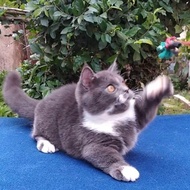 New Kucing Munchkin British Shorthair / Kucing Kaki Cebol Bsh