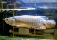 ikan arwana golden red 25 cm