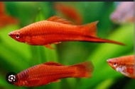 ikan pedang ikan pesho swordtail fish hiasan aquarium hiasan aquascape