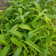 1000-4000 Kangkong / 澭菜 / kang kong seeds convolvulus seeds | EZGrow.sg