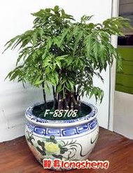 台北網路花店【F88708－福祿桐(富貴樹)盆栽】特價商品，不怕您比價，在任何拍賣或購物網站找到比我更便宜 ，買貴退差價