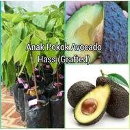 ANAK POKOK AVOCADO HASS / ALPUKAT HASS grafted