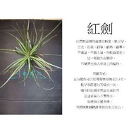 心栽花坊-紅劍/空氣鳳梨/懶人植物/售價350特價250