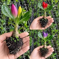 Double Desert Rose Potted Flowering Plant, Four-season Flower Courtyard, Drought-resistant Indoor B