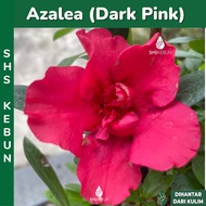 Rhododendron Simsii Pokok Bunga Pink Azalea Pokok Bunga Merah Azalea Live Plant Real Plant Pokok Hid