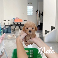 apricot poodle anjing/jual poodle