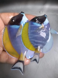 Terbaru Botana Biru / Bobi All Size - Ikan Hias Air Laut Packing Aman