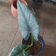 tanaman alocasia alokasia nebula kalimantan asli