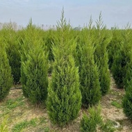 松柏树苗 柏树苗 松树苗塔柏树苗龙柏树苗植物节塔松圆柏绿化树