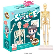 3D Human Body Skeleton Science Toys For Kids Bone Human Skeleton Anatomy