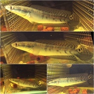 CHANNA MARU SP PERAK / Channa Maruliondes Snakehead *JUNIOR