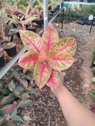 Aglaonema Widuri