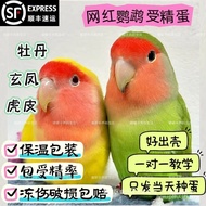 Eggs Automatically Growing Eggs Eggs Self-Growing Parrot Peony Incubator Science Education Artificia