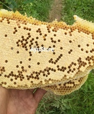 Larva Lebah Madu Larva Tawon 250 Gram