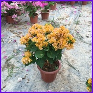 △ ♣ 100 Pcs Mixed Colorful Dwarf Bougainvillea Flower Seeds for Planting   Gardening Flower Plants