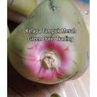 ANAK POKOK KELAPA TAMPUK MERAH (KELAPA HIJAU / WULUNG)