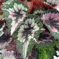 Tanaman Begonia Rex Tricolor tanaman daun