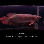 ikan Arwana Super Red ( 40 ) cm