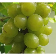 3 keratan /1 anak pokok anggur IAC   青葡萄3枝条/1苗 IAC grape 3cuttings / 1 young plant