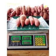 Ubi keledek Jepun Beni Haruka