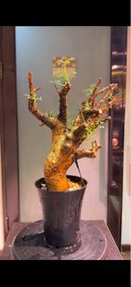 鹿角橄欖Commiphora cervifolia 橄欖科Burseraceae 沒藥屬Commiphora