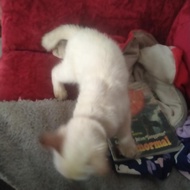 kucing bengal brown white
