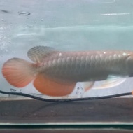 New Arwana Golden Red 30 Cm. Ikan Arwana Gr Hb. Ikan Predator. Hias.