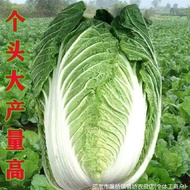 Winter Storage 18kg Autumn Broadcast Chinese Cabbage Seeds Northeast Northeast Storage Resistant Win