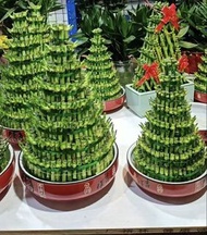 沙田及大圍免運交收 八層 開運竹富貴竹招財竹 步步高升招財植物money bamboo