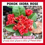 RINA • pokok Ixora rose • flowering plant red merah bunga outdoor landscape gardening garden house h