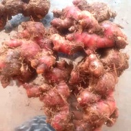 bibit jahe merah super siap tanam medan 1kg segar fresh asli