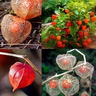 Malaysia Ready Stock 100pcs Red Lantern Fruits Seeds Vegetable Seeds Balcony Potted Courtyard Garden Plants Flower Seed Bonsai Plants Pokok Bunga Hidup Air Plants Live Benih Bunga Plants Indoor Gardening Deco Benih Sayur Sayuran Benih Pokok