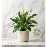 Spathiphyllum Ornamental Plant Peace Lily/ Suitable as Indoor Decoration Indoor Ornamental Plant/